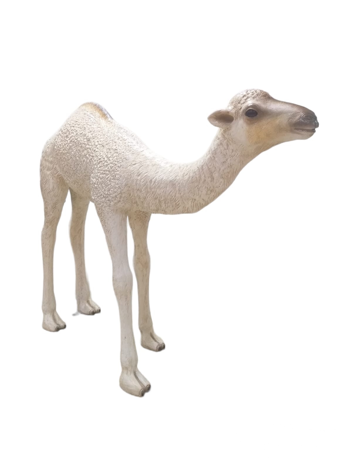 DROMEDARY CAMEL CALF