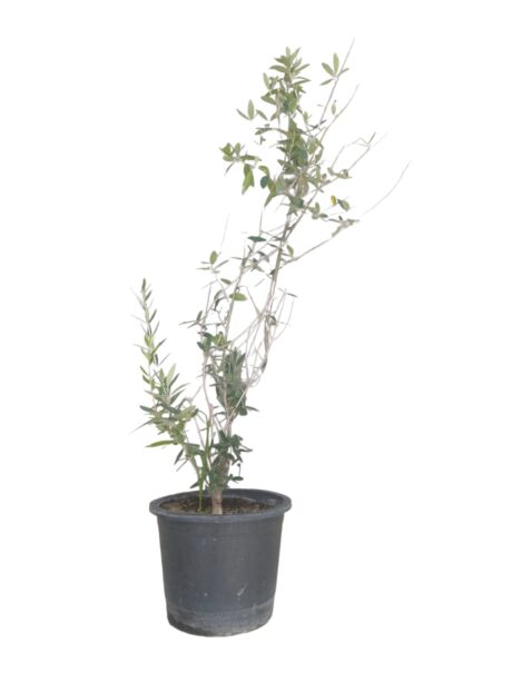 OLIVE TREE EGYPTIAN