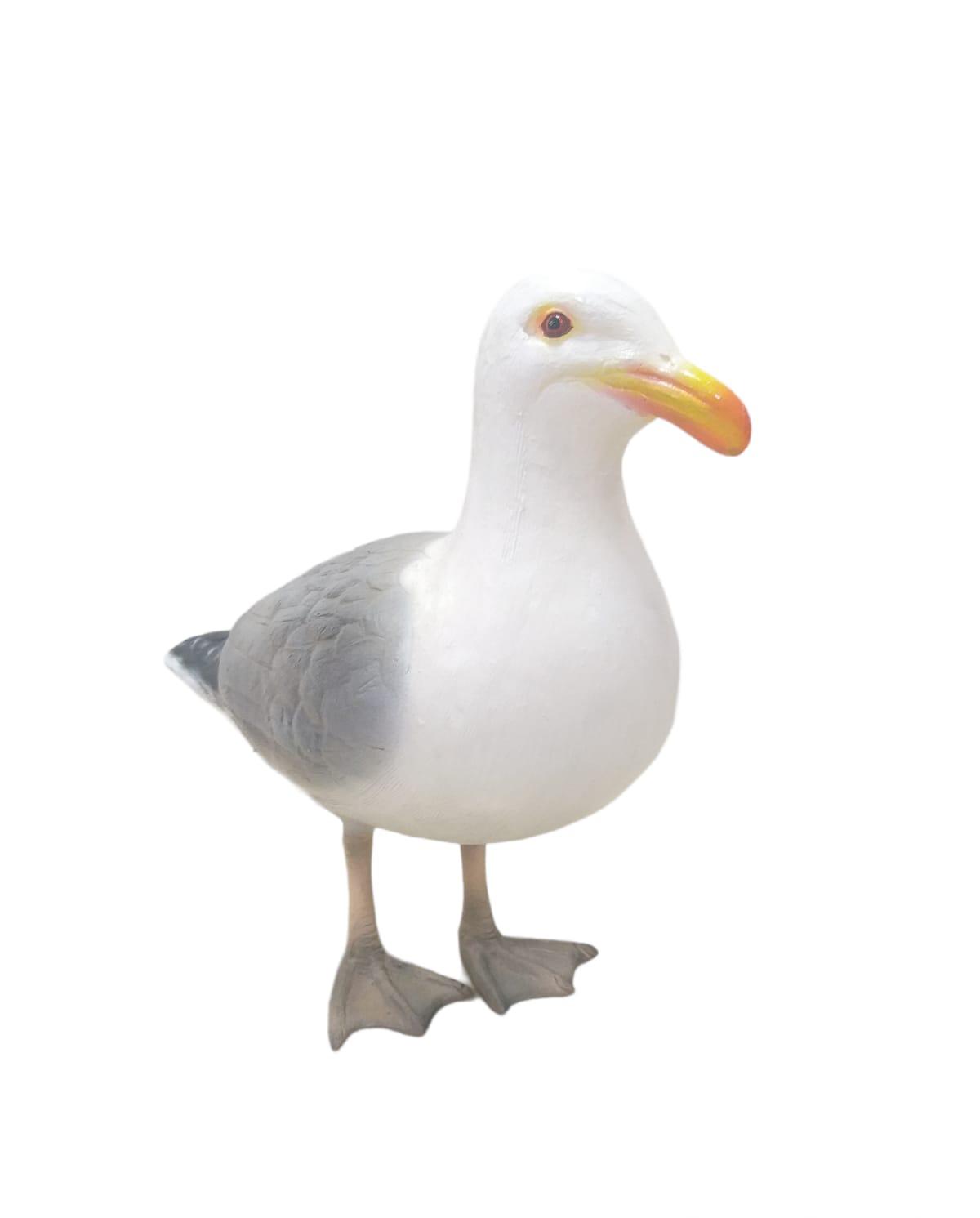 SEAGULL
