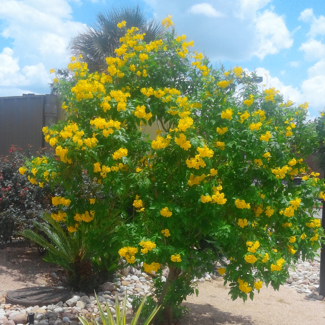 tecoma tree