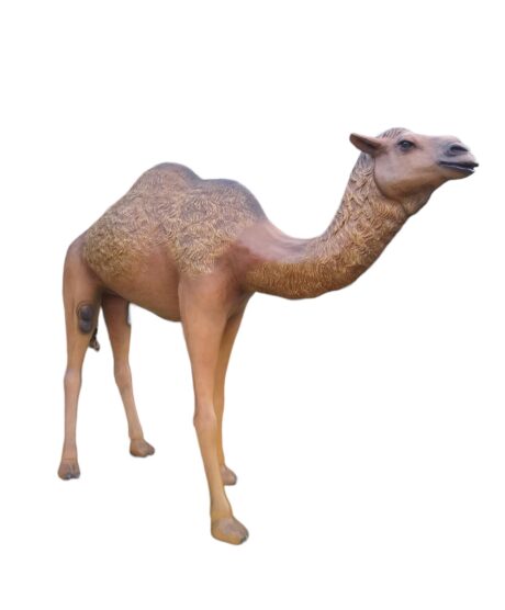 DROMEDARY CAMEL