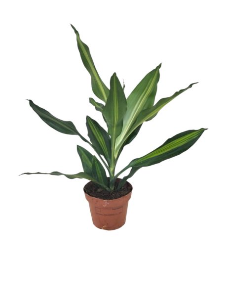 Dracaena Cintho 35cm