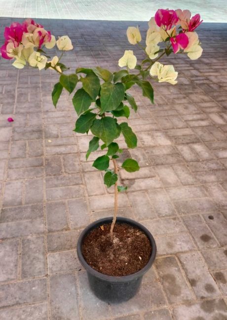 Bougainvillea Multicolor 90-100CM