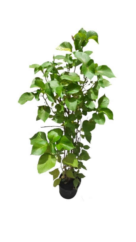 ACALYPHA 40CM