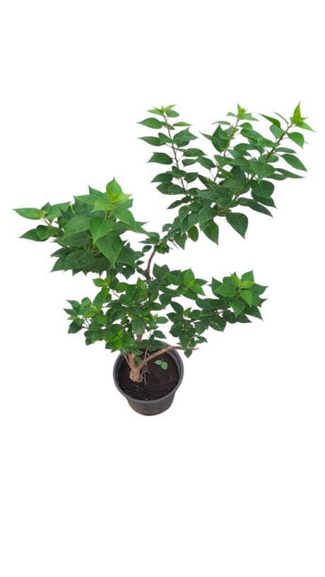 BOUGAINVILLEA TORCH GLOW 30CM