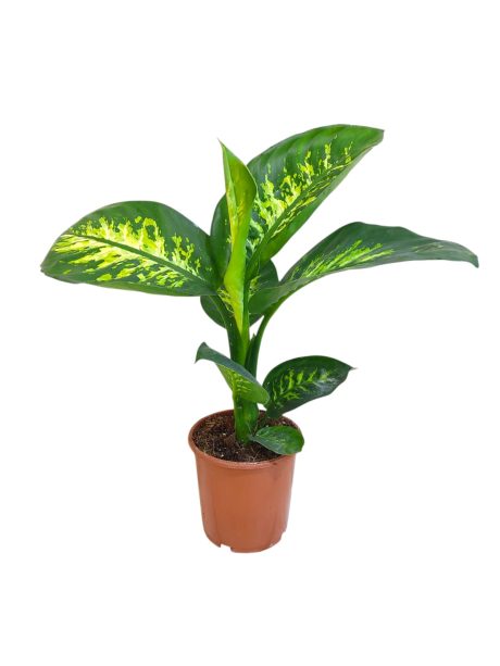 Dieffenbachia Seg. Tropic Snow 70cm