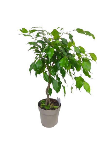 Ficus Benj. Bundy 60cm