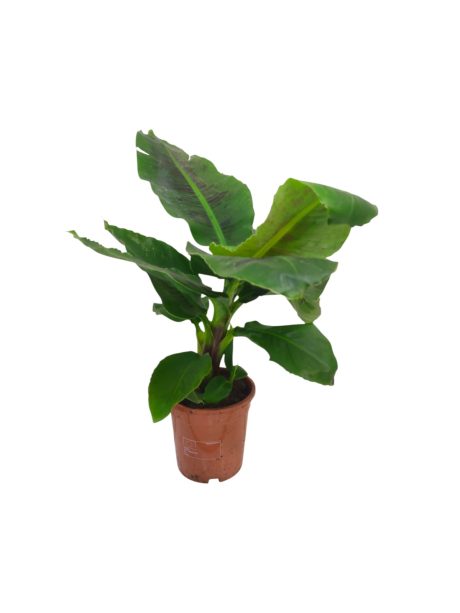 Musa Tropicana 50cm
