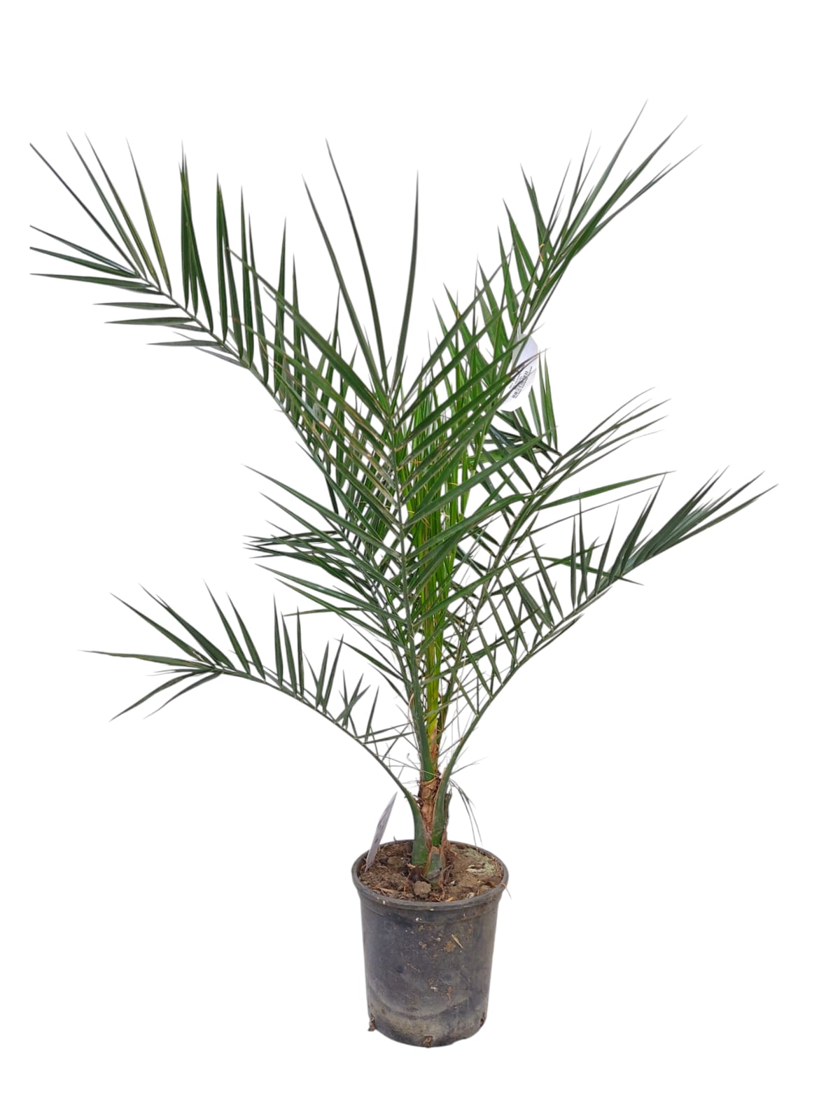Phoenix Canariensis 120cm (3408)