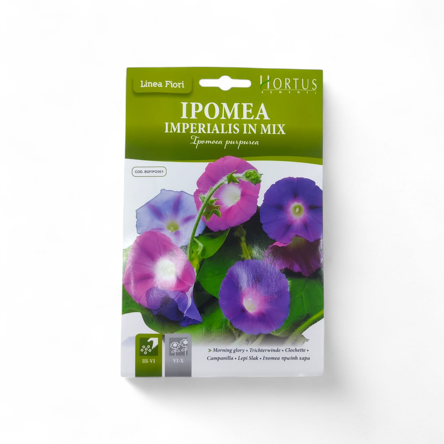 Hortus Morning Glory