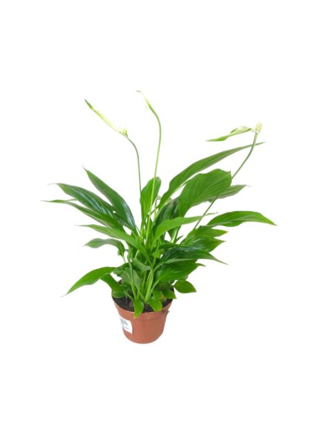 Spathiphyllum Sweet Chico 30cm