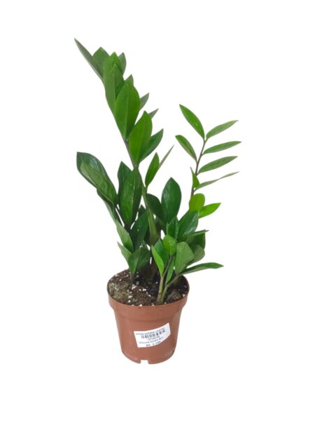 Zamioculcas Zamiifolia 40cm