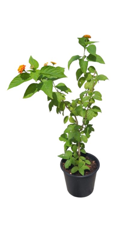LANTANA 40-50CM