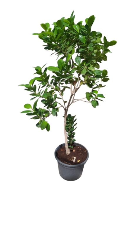 FICUS PANDA 1MTR