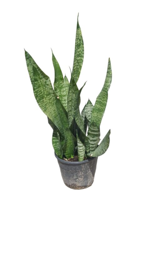 SANSEVERIA ZEYLANICA 30CM