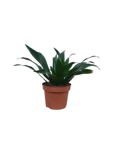 Dracaeana Compacta 25cm