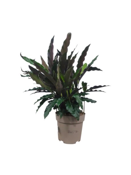 Calathea Mixed 40cm