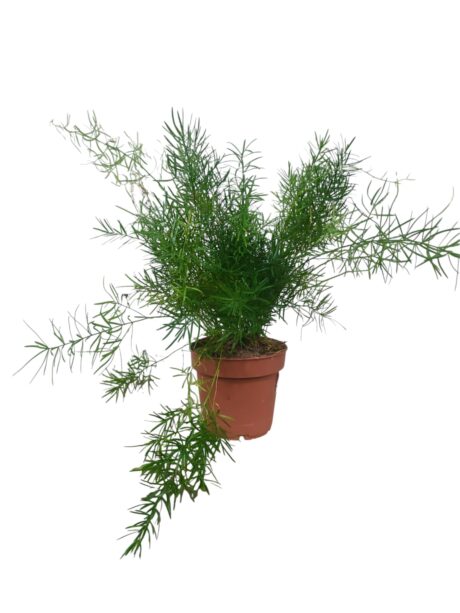 Asparagus Densiflorus Sprengeri 35cm
