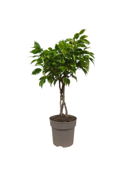 Ficus Benj. Bushy King Braided 40cm