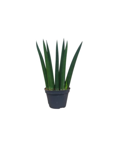 Sanseveria Cylindrica 15cm