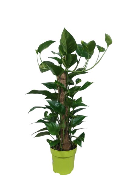 Scindapsus Pinn. Mosstick 70cm