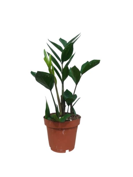 Zamioculcas Zamiifolia 40cm