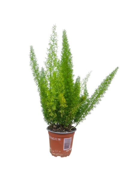 Asparagus Meyeri Foxtail 30cm