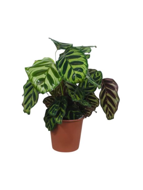 Calathea Makoyana 35cm