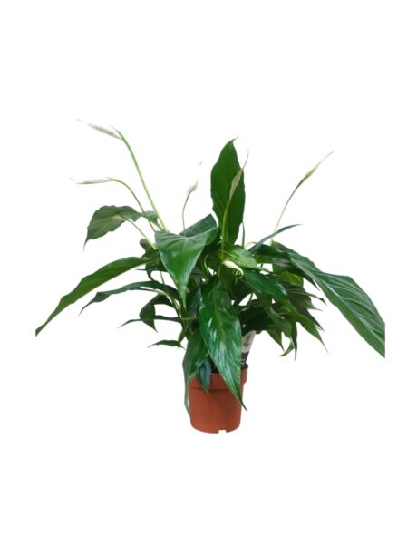 Spathiphyllum Sweet Chico 55cm