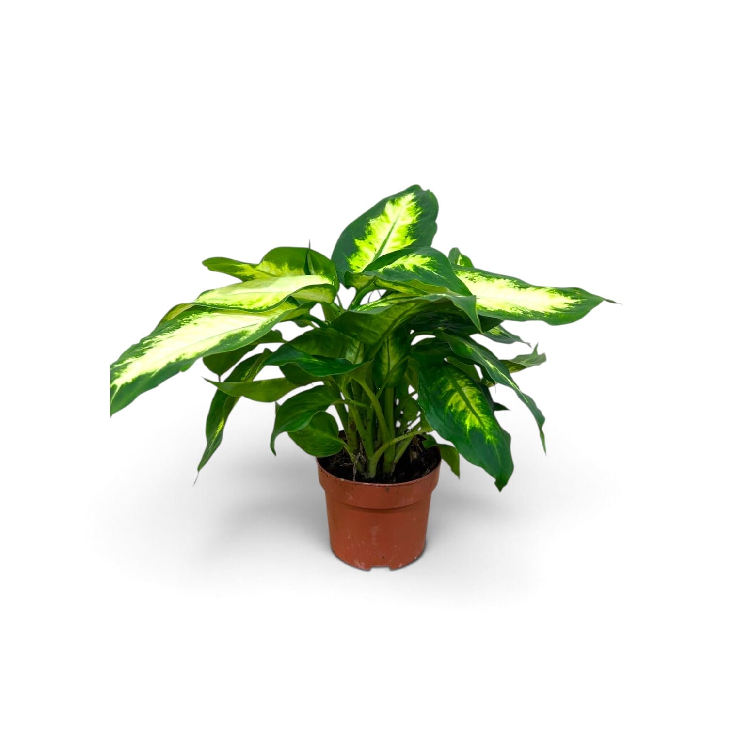 Dieffenbachia Camilla 40cm (2)